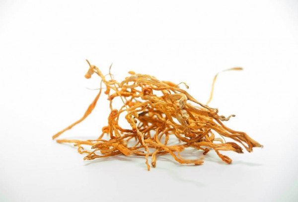 ByPlants Cordyceps Militaris, 50 гр